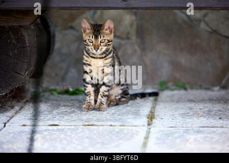 Nahporträt eines jungen bengalischen Kätzchens, das auf einer Terrasse sitzt. Ihr wunderschöner rosettierter Mantel und ihr wacher Blick spiegeln ihre wilde und doch elegante Natur wider Stockfoto