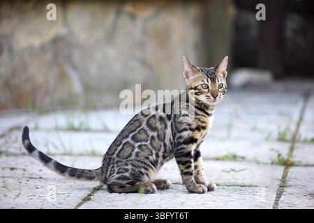 Nahporträt eines jungen bengalischen Kätzchens, das auf einer Terrasse sitzt. Ihr wunderschöner rosettierter Mantel und ihr wacher Blick spiegeln ihre wilde und doch elegante Natur wider Stockfoto