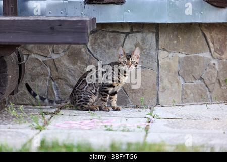 Nahporträt eines jungen bengalischen Kätzchens, das auf einer Terrasse sitzt. Ihr wunderschöner rosettierter Mantel und ihr wacher Blick spiegeln ihre wilde und doch elegante Natur wider Stockfoto