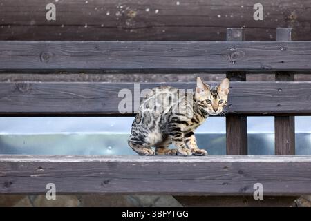 Nahporträt eines jungen bengalischen Kätzchens, das auf einer Bank sitzt. Ihr wunderschöner rosettierter Mantel und ihr wacher Blick spiegeln ihre wilde und doch elegante Natur wider Stockfoto