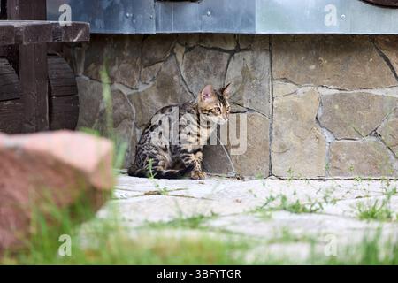 Nahporträt eines jungen bengalischen Kätzchens, das auf einer Terrasse sitzt. Ihr wunderschöner rosettierter Mantel und ihr wacher Blick spiegeln ihre wilde und doch elegante Natur wider Stockfoto