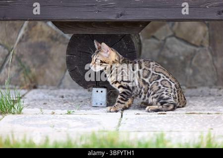 Nahporträt eines jungen bengalischen Kätzchens, das auf einer Terrasse sitzt. Ihr wunderschöner rosettierter Mantel und ihr wacher Blick spiegeln ihre wilde und doch elegante Natur wider Stockfoto