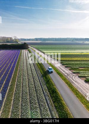 Aus der Vogelperspektive pulsierende Tulpenfelder in voller Blüte mit farbenfrohen Blumenreihen in einer ländlichen Landschaft, mit nahe gelegenen Straßen, Farmen und einem weit entfernten t t Stockfoto