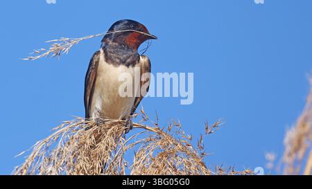 Scheunenschwalbe (Hirundo rustica) mit Nistmaterial Stockfoto