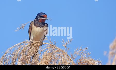 Scheunenschwalbe (Hirundo rustica) mit Nistmaterial im Schnabel Stockfoto
