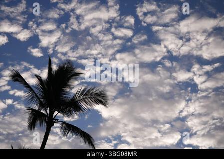 Kokospalmen und wunderschöne Wolken auf Maui Hawaii Stockfoto