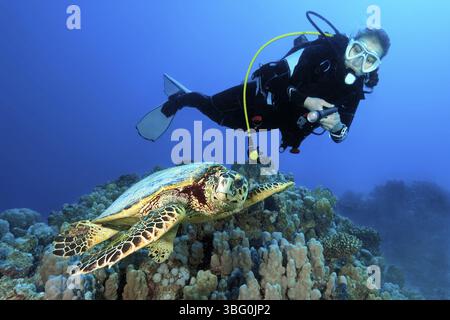 Unterwasserfoto eines Tauchers, der Schwimme neben der Karettschildkröte (Eretmochelys imbricata) sieht. Meeresschildkröte, Rotes Meer, Hurghada, Ägypten, Afrika Stockfoto