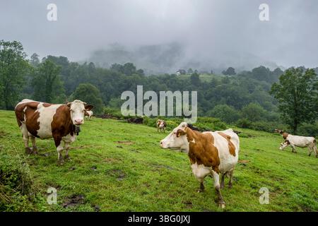 Rinderherde, Col de Hourataté, Aspe-Tal, Region Aquitanien, Département Pyrénées-Atlantiques, Frankreich. Stockfoto