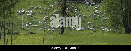 Schafe (Ovis aries) auf einer Wiese, Egloffstein, Oberfranken, Bayern, Deutschland, Europa Stockfoto