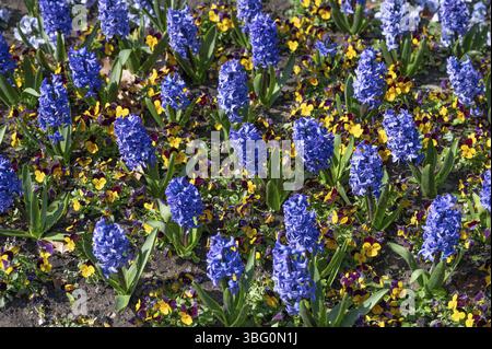 Hyazinthen (Hyacinthus) und Stiefmütterchen (Viola wittrockiana), Blumenbeet im Stadtpark Erlangen, Mittelfranken, Bayern, Deutschland, Europa Stockfoto