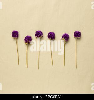 Lila Globus Amaranth Blumen auf beige Stoff Hintergrund. Flach legen, Ansicht von oben, kopieren Raum Stockfoto