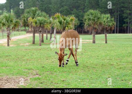 Eine Antilope auf einem Feld weiden Stockfoto