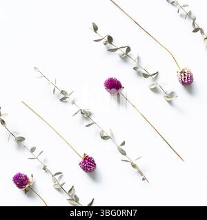 Lila Globus Amaranth trockene Blumen und Eukalyptusblätter auf weißem Hintergrund. Flach legen, Draufsicht, Kopierraum Stockfoto