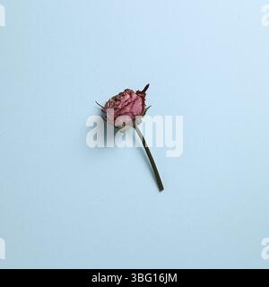 Getrocknete pinkfarbene violette Rosenbume auf himmelblauem Grund. Blumendesign, Draufsicht, Kopierbereich Stockfoto