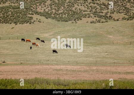 wyoming-Landschaft-Familie-Kinder-Mutter-Felsen-Kühe-Pferde-Land-cheyenne-wy-Sonne-Weide Stockfoto