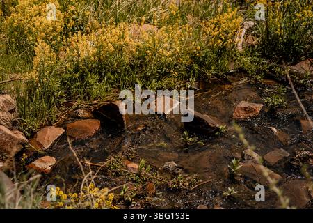 wyoming-Landschaft-Familie-Kinder-Mutter-Felsen-Kühe-Pferde-Land-cheyenne-wy-Sonne-Weide Stockfoto
