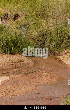 wyoming-Landschaft-Familie-Kinder-Mutter-Felsen-Kühe-Pferde-Land-cheyenne-wy-Sonne-Weide Stockfoto