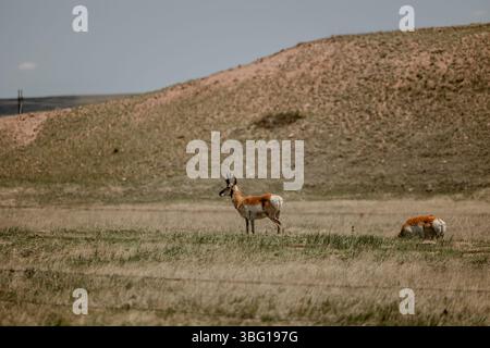 wyoming-Landschaft-Familie-Kinder-Mutter-Felsen-Kühe-Pferde-Land-cheyenne-wy-Sonne-Weide Stockfoto