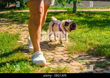 Frau mit weißen Clogs, die einen Mops in einem lila Harness entlang eines charmanten Kopfsteinpflasterpflasterpflasterwegs in einem sonnendurchfluteten Park führt und einen warmen Sommertag genießt Stockfoto