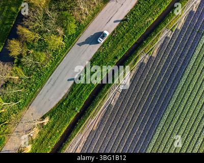 Aus der Vogelperspektive pulsierende Tulpenfelder in voller Blüte mit farbenfrohen Blumenreihen in einer ländlichen Landschaft, mit nahe gelegenen Straßen, Farmen und einem weit entfernten t t Stockfoto