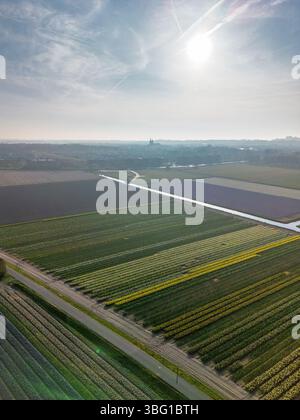 Aus der Vogelperspektive pulsierende Tulpenfelder in voller Blüte mit farbenfrohen Blumenreihen in einer ländlichen Landschaft, mit nahe gelegenen Straßen, Farmen und einem weit entfernten t t Stockfoto