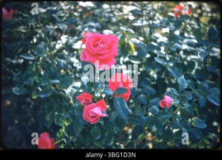 Dieses Foto zeigt die atemberaubende Vielfalt der Rosen in voller Blüte im Park of Roses, einem beliebten Ort in Columbus, der für seine weitläufige Rosensammlung und landschaftliche Schönheit bekannt ist. Stockfoto