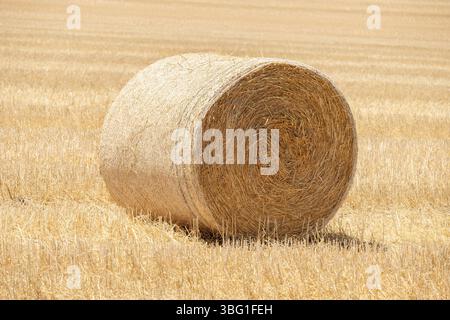 Einzelner Heuballen auf dem Feld an einem sonnigen Tag Stockfoto