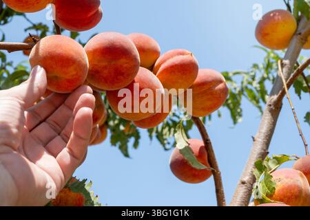 Einen Reifen Pfirsich aus einem Baumzweig pflücken Stockfoto