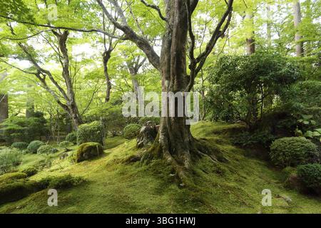 Beeindruckender Baum im japanischen Moosgarten Stockfoto