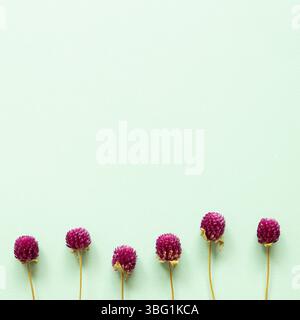 Violette Globe Amaranth Blumen auf mintblauem Hintergrund. Flache Lage, Draufsicht, Kopierraum Stockfoto