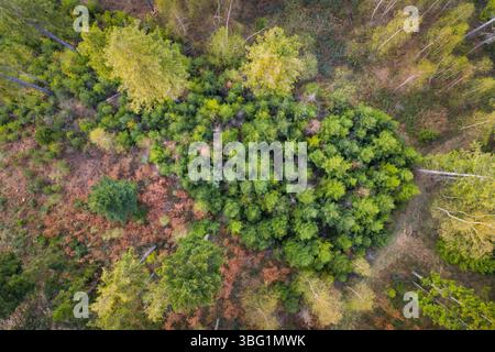 Luftdrohne: Blick von oben nach unten auf einen vielfältigen Wald im Herbst, eine Mischung aus Nadel- und Laubbäumen in verschiedenen Grün-, Orange- und Brauentönen Stockfoto