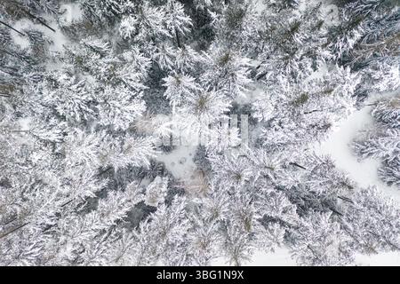 Blick von der Drohne auf einen friedlichen, schneebedeckten Winter-Kiefernwald, eine ruhige gefrorene Landschaft mit frostigen Kiefern und einen gewundenen Pfad durch den Winter Stockfoto