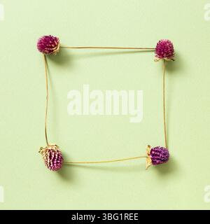 Lila Globus Amaranth trockene Blumen auf grünem Hintergrund. Flach legen, Draufsicht, Kopierraum Stockfoto