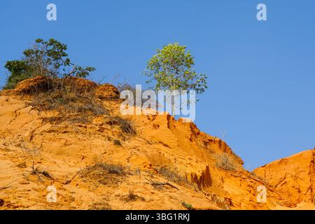 Einsamer Baum, der auf dem leuchtenden roten Sandschlucht unter einem klaren blauen Himmel in einer trockenen Landschaft wächst Stockfoto