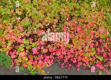 Geranium sp. Bunte rote und grüne Blätter Stockfoto