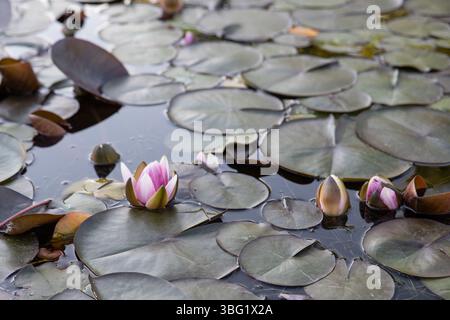 Farbige Seerosen in einem Farbverlauf von weiß mit Rosa auf einem kleinen künstlichen See im botanischen Garten an einem sonnigen Sommertag Stockfoto