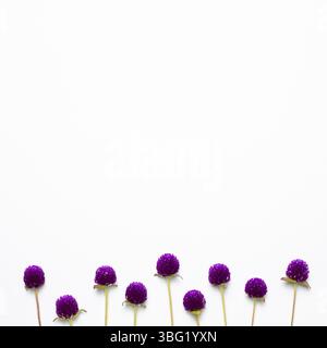 Lila Globus Amaranth Blumen auf weißem Hintergrund. Flach legen, Draufsicht, Copy Space Stockfoto