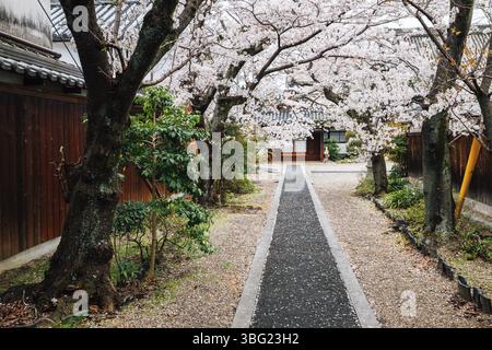 Alter Tempel mit Kirschblüten in der traditionellen japanischen Altstadt Imaicho in Nara, Japan, Asien Stockfoto