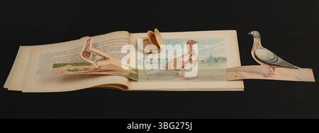 Dieses 1924 in italienischer Sprache erschienene Buch über die Anatomie der Taube enthält eine detaillierte farbige Illustration der Taube und ihres Eies. Das Diagramm zeigt die äußere Körperstruktur der Taube, das Skelett, das Gefäßsystem, die Muskeln und die inneren Organe. Die Abbildung des Eies zeigt die Embryonalentwicklung in drei Stufen, die jeweils mit doppelseitigen Lappen dargestellt sind. Stockfoto