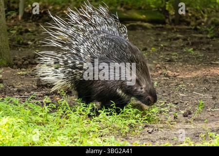 Cape Stachelschweine (Hystrix africaeaustralis) im Yellow River Wildlife Sanctuary in Lilburn, Georgia, östlich von Atlanta. (USA) Stockfoto