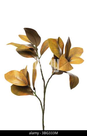 Dieser detaillierte künstliche Pflanzenzweig verfügt über lebendige Silikon- und Latex-Magnolienblätter in warmen Erdtönen. Perfekt für Wohnkultur, verleiht es einen Hauch Stockfoto