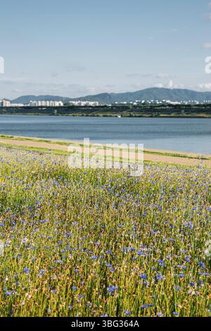Namyangju Hangang River Park Sampae District im Frühling in korea Stockfoto