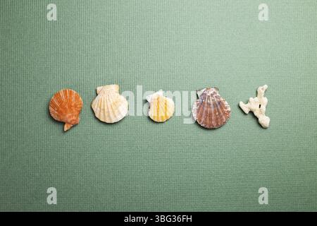 Seashell auf grünem Hintergrund. Sommer marine Dekoration. Draufsicht, Kopierraum Stockfoto