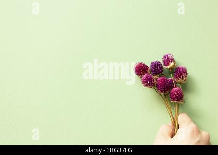 Lila Globus Amaranth trockene Blumen auf grünem Hintergrund. Flach legen, Draufsicht, Kopierraum Stockfoto