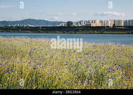 Namyangju Hangang River Park Sampae District im Frühling in korea Stockfoto