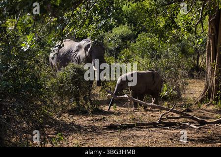 Afrikanische Wildtiere - großer und kleiner Elefant im Busch am Fluss - Kruger-Nationalpark, Südafrika Stockfoto