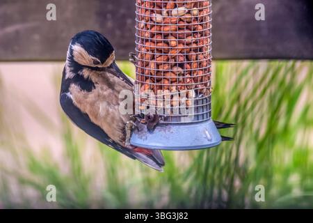 Weiblicher Großspecht, Dendrocopos Major, auf einem Erdnussfutter im Garten. Stockfoto