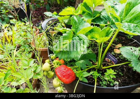 Eine große Erdbeere „Pegasus“ reift in einem Topf in einem Garten von Norfolk. Stockfoto