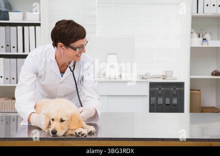 Golden Retriever Welpe liegt ruhig auf dem Untersuchungstisch aus Edelstahl in der Tierarztpraxis mit Stethoskop Stockfoto
