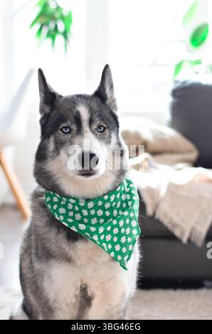 Porträt eines Husky-Hundes mit grünem St. Patricks Day Bandana Stockfoto